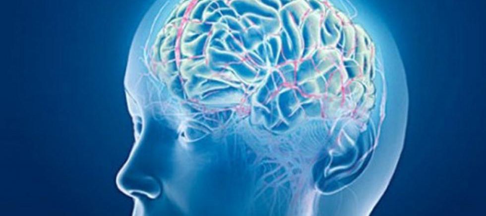 Creatina si creierul