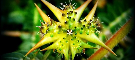 Tribulus terrestris - Beneficii