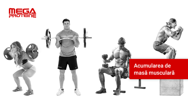 Acumularea de masa musculara