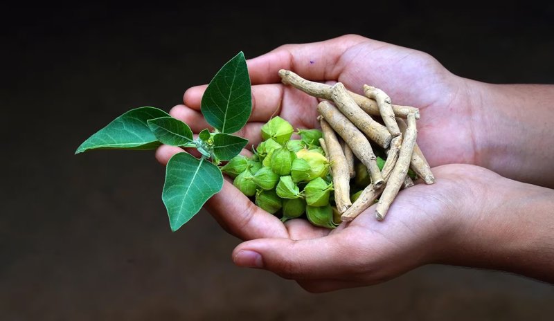 Ashwagandha: beneficii pentru stres, somn si energie