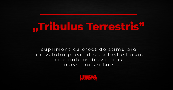 Ce inseamna „Tribulus Terrestris” | Definitie „Tribulus Terrestris” | Dictionar de culturism